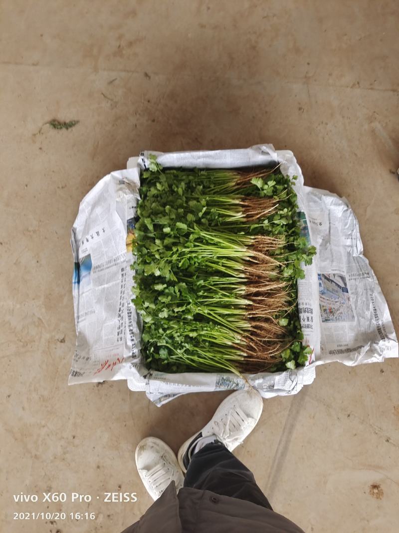 【优选商家】精品香菜产地货源产地直发量大从优可视频看货