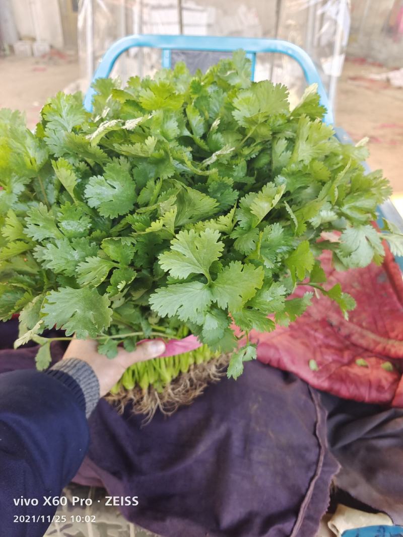 【优选商家】精品香菜产地货源产地直发量大从优可视频看货