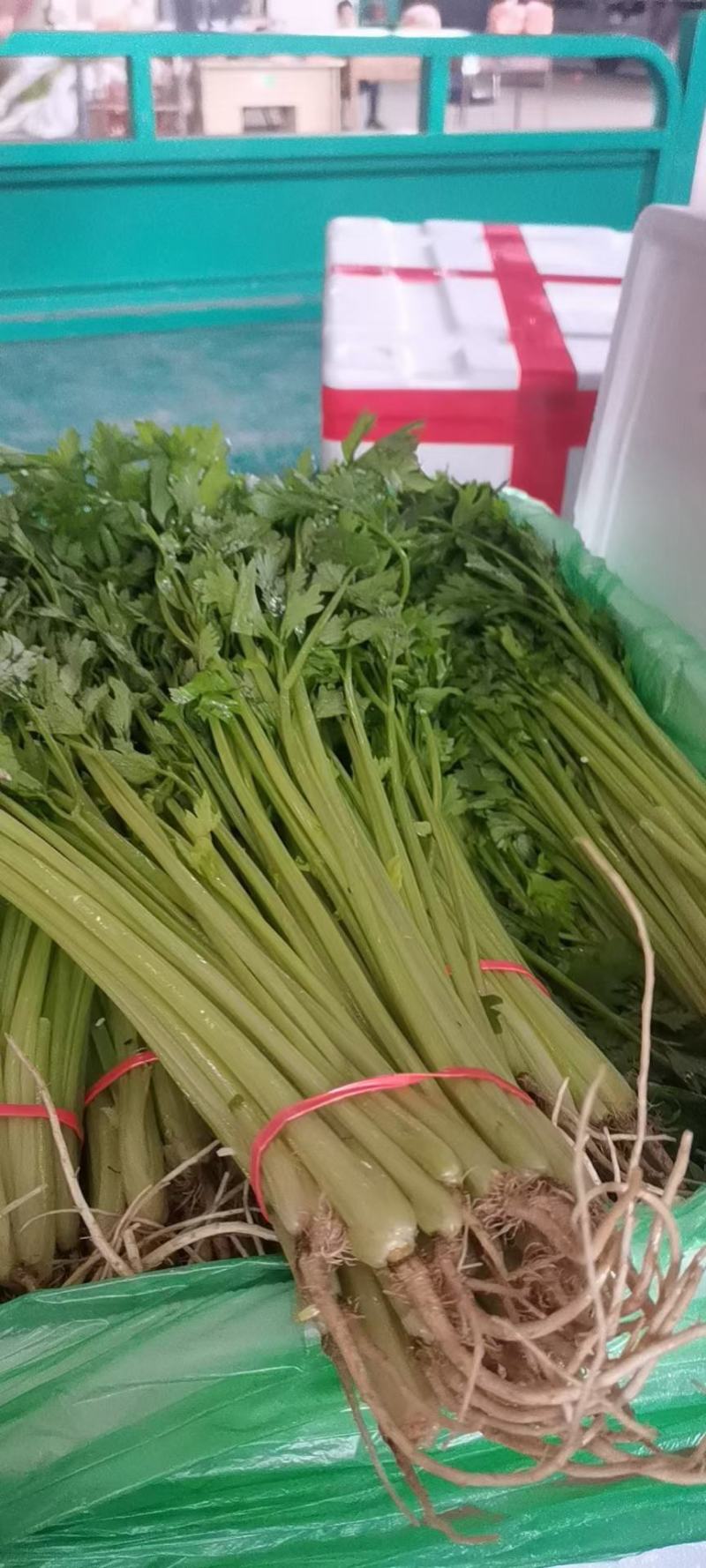 绿箭西葫芦大量有货，另有多种蔬菜配货，需要的客户联系