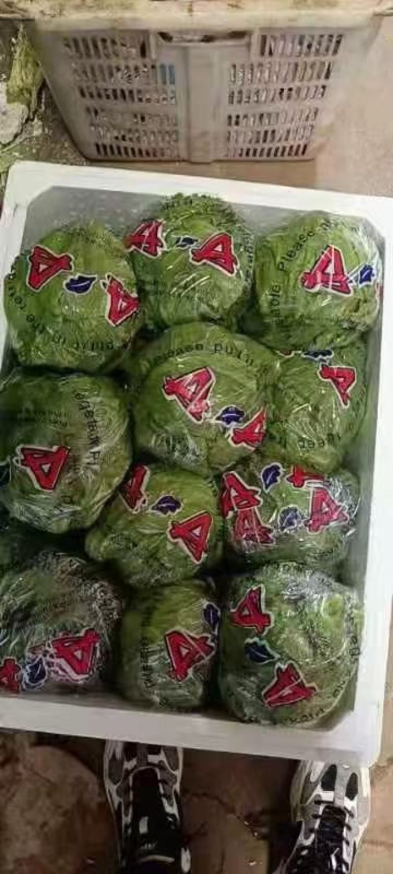 绿箭西葫芦大量有货，另有多种蔬菜配货，需要的客户联系