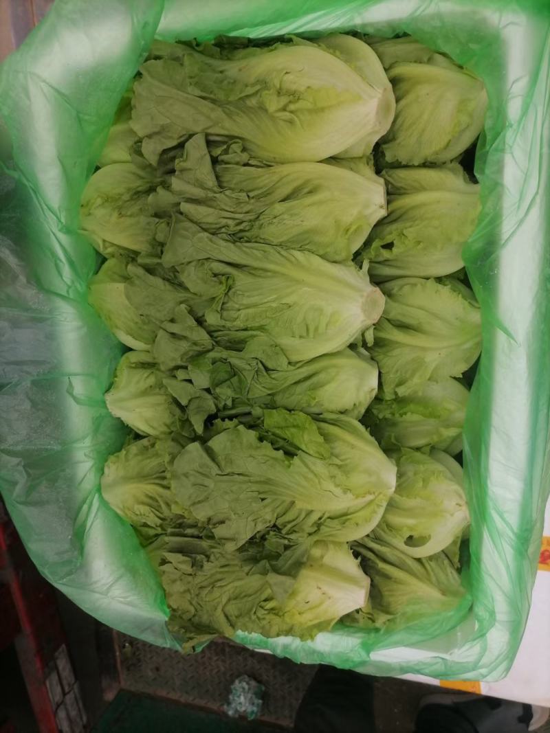绿箭西葫芦大量有货，另有多种蔬菜配货，需要的客户联系