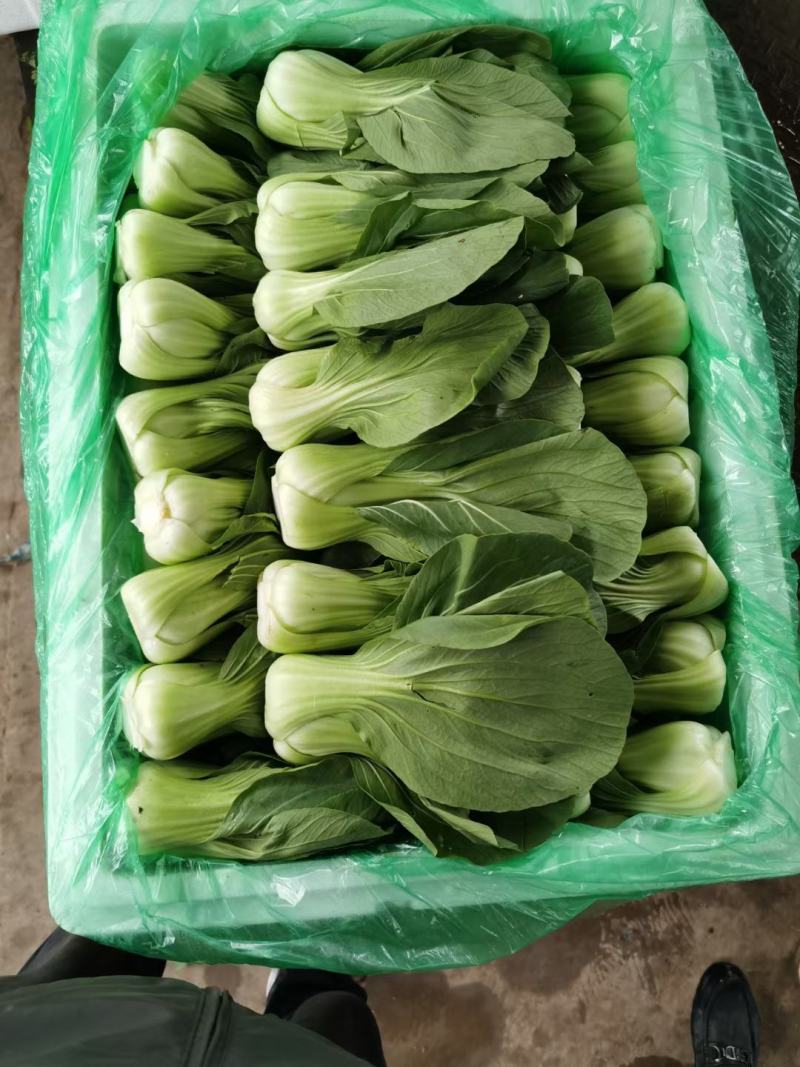 绿箭西葫芦大量有货，另有多种蔬菜配货，需要的客户联系