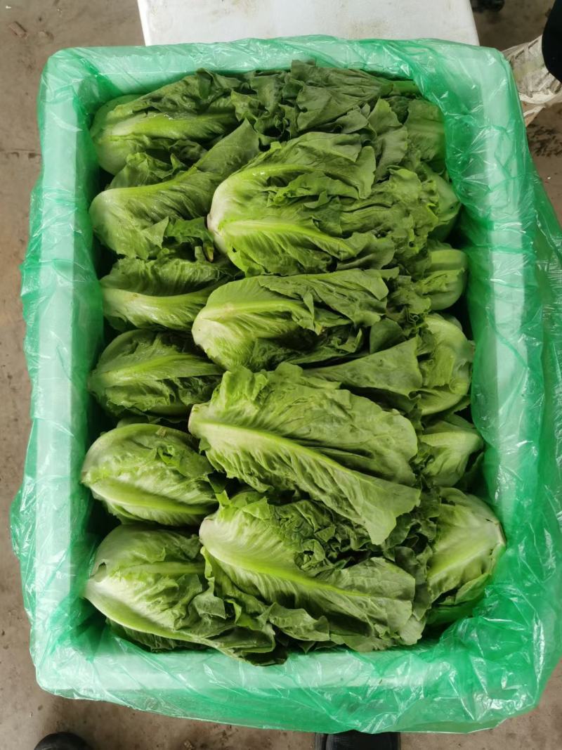 绿箭西葫芦大量有货，另有多种蔬菜配货，需要的客户联系