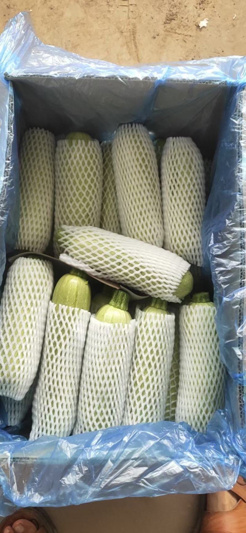 绿箭西葫芦大量有货，另有多种蔬菜配货，需要的客户联系