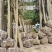 自家苗圃盐城东台3.4.56.7公分大叶女贞清地处理量大