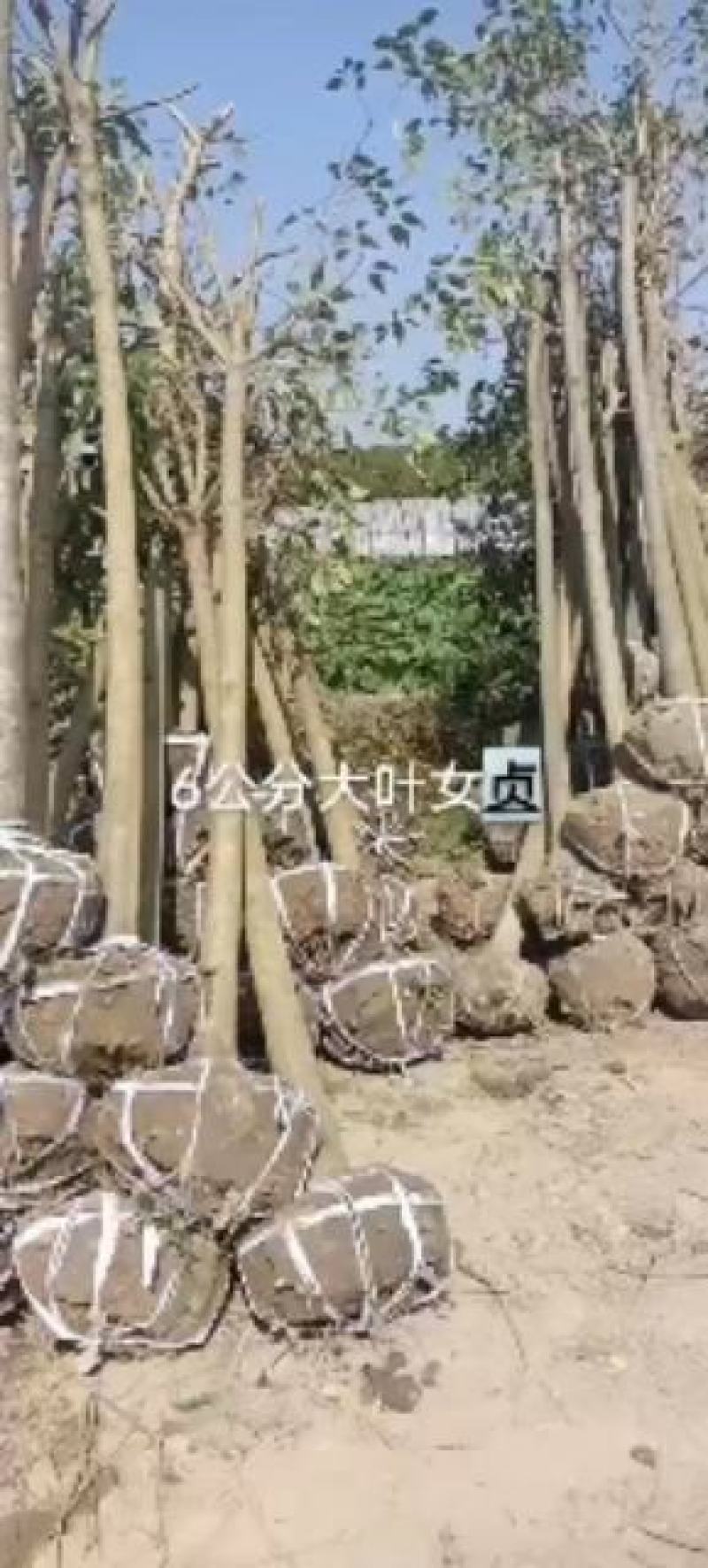 自家苗圃盐城东台3.4.56.7公分大叶女贞清地处理量大