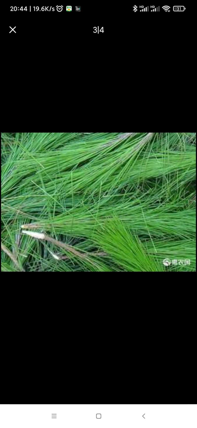松针
