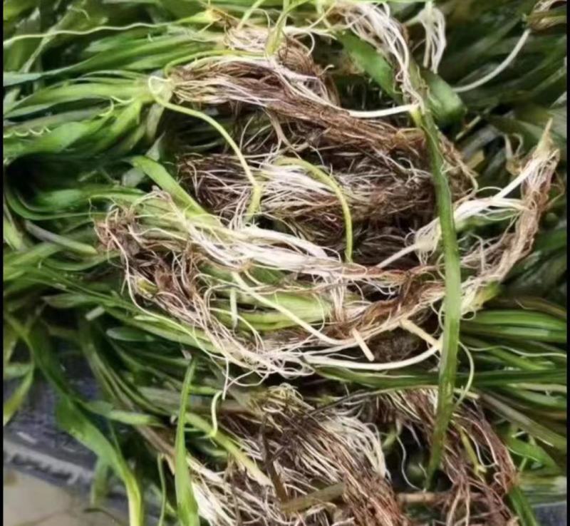 苦草