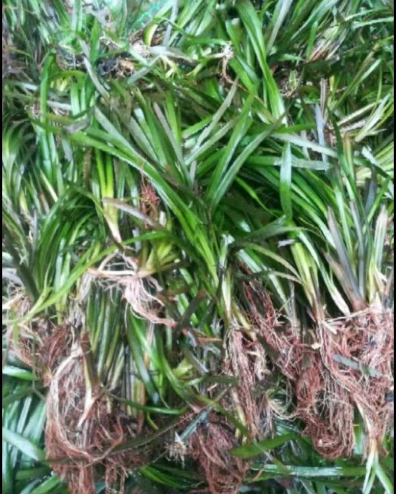 苦草