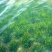 苦草