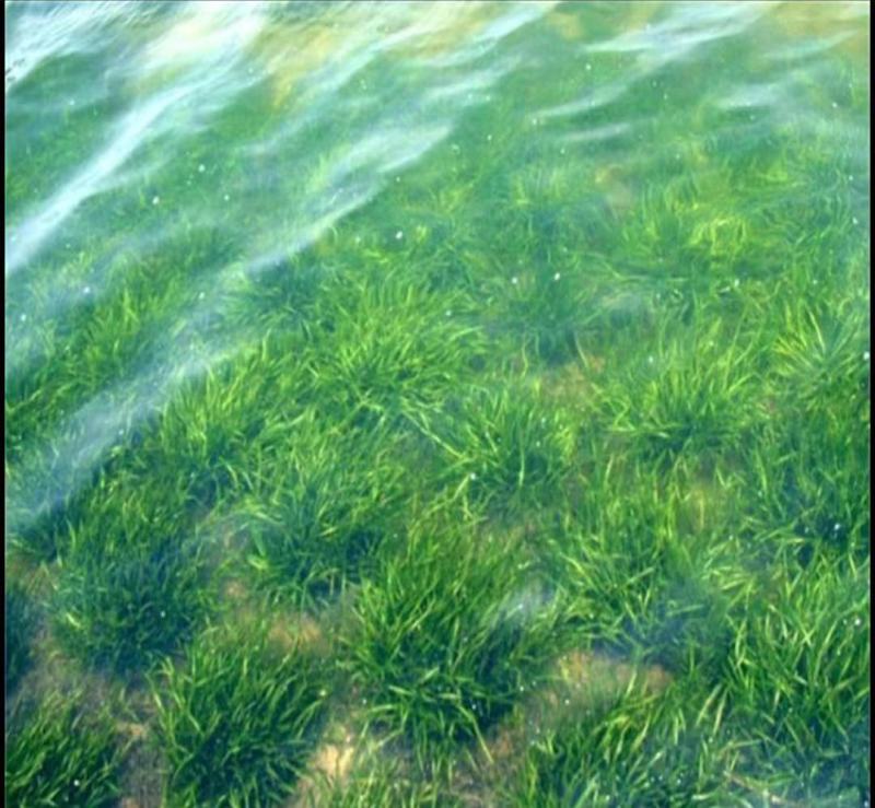苦草