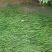 苦草