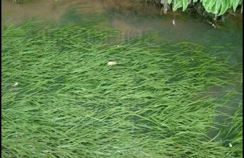 苦草