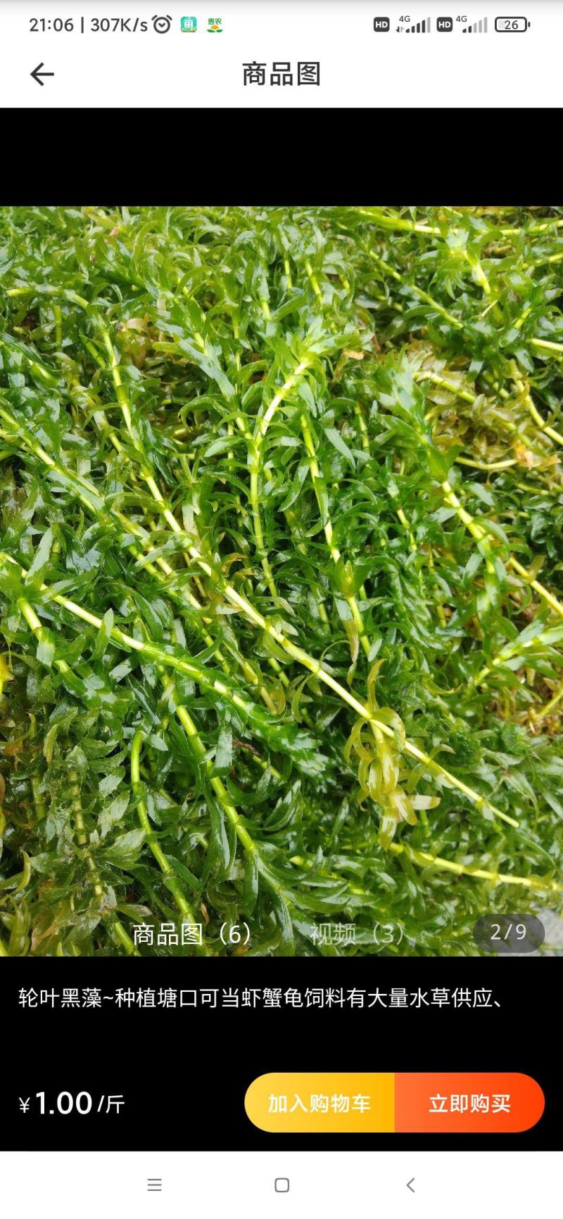 苦草