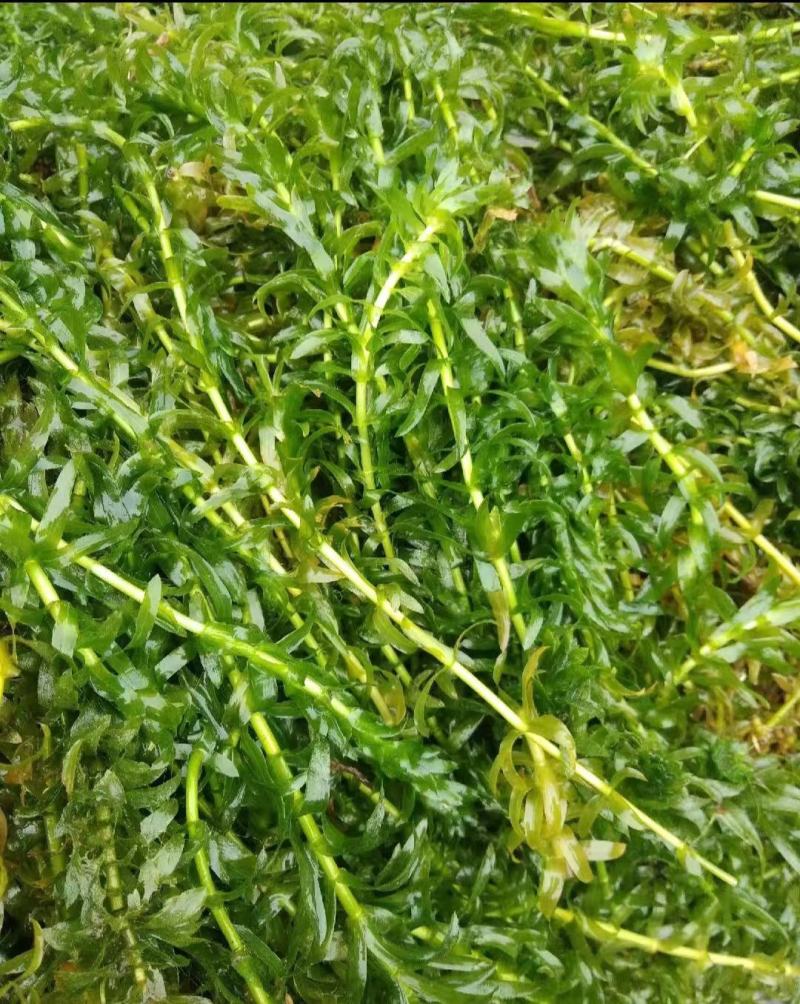 苦草