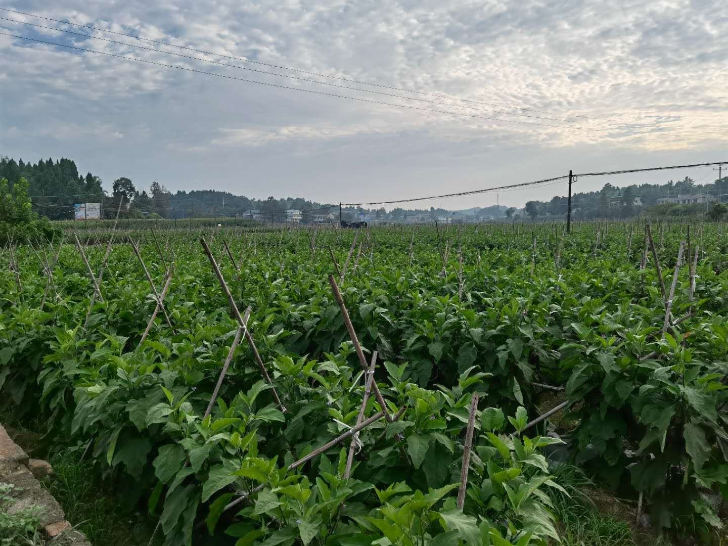 河南绿茄主产区分布图,标注杞县、睢阳、扶沟、长垣等核心种植区域 河南绿茄主产区分布图