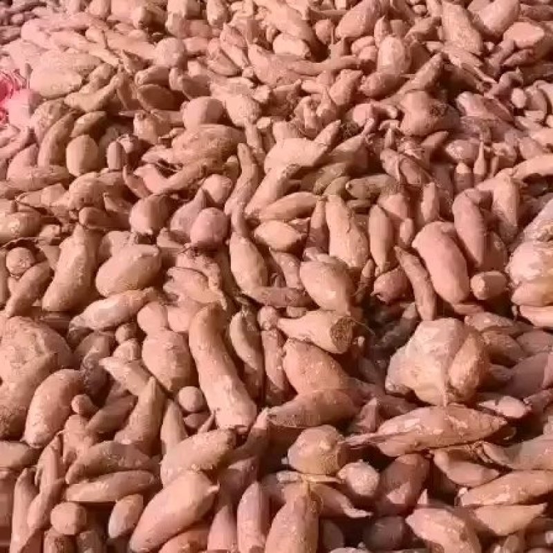 一件代发.龙九，西瓜红，电商货，社区团购，大量现货