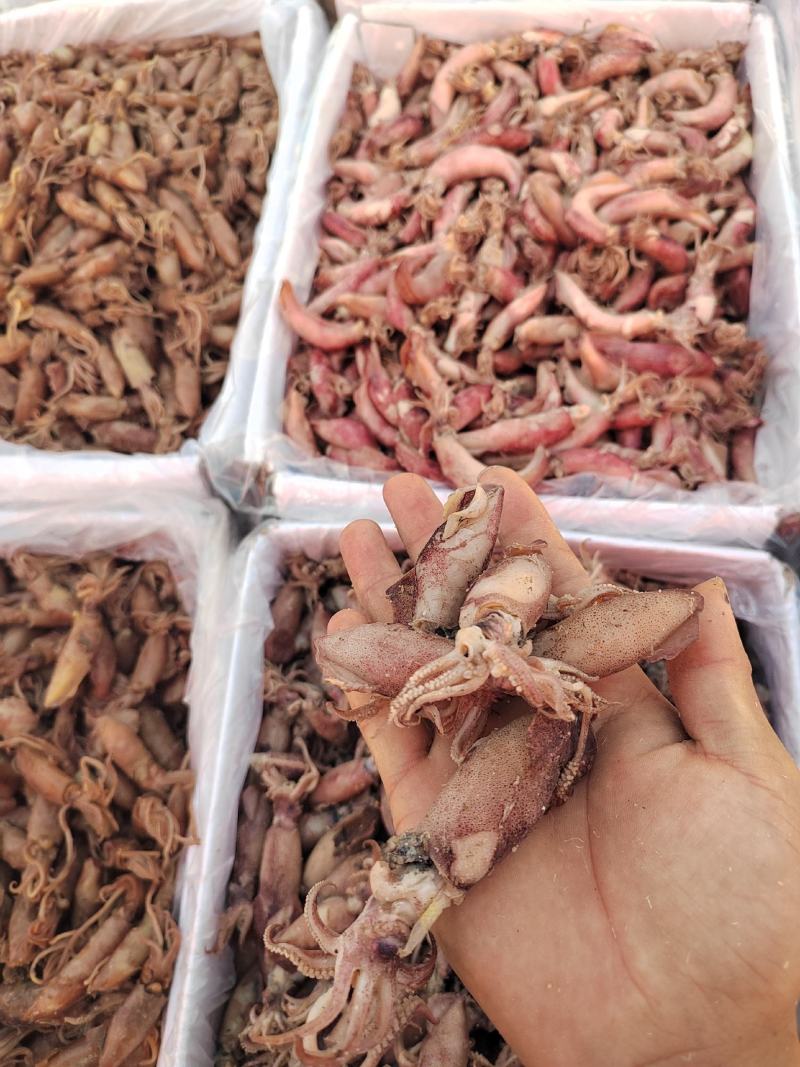 肉多带子口感好