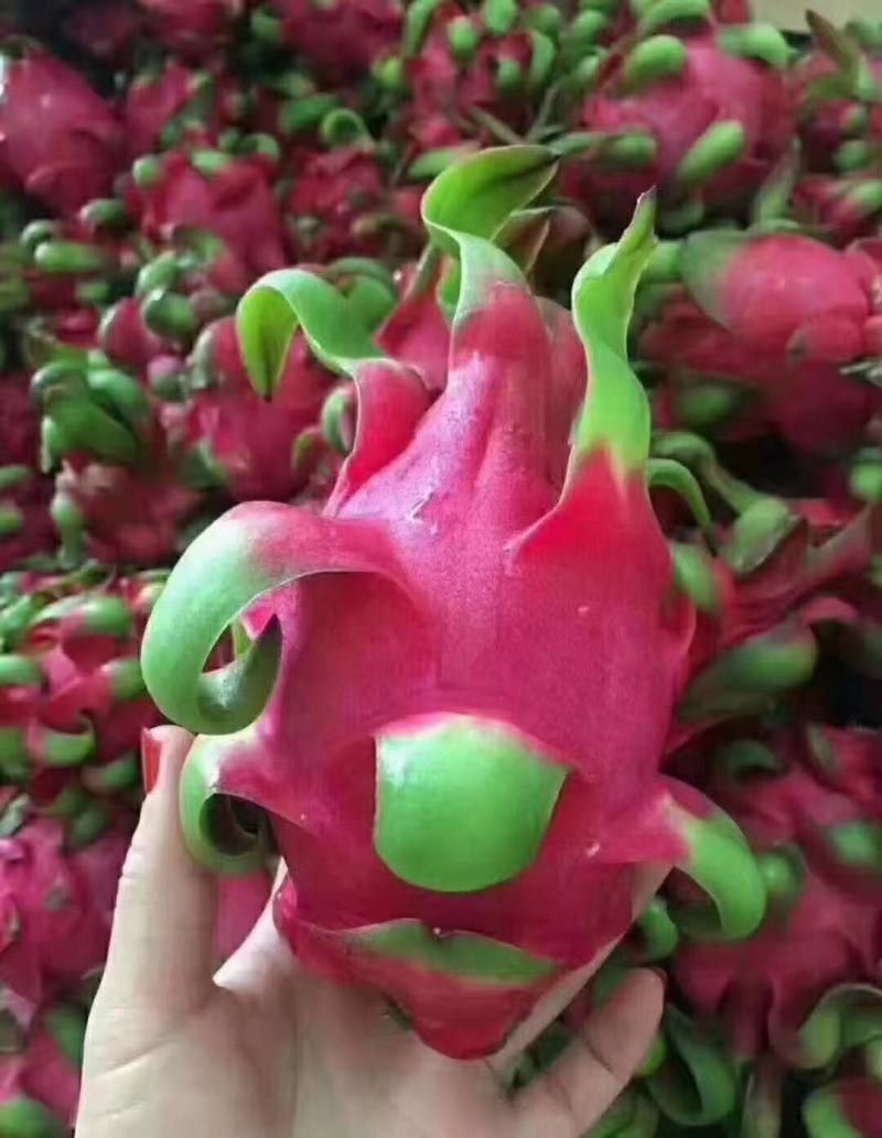 越南红心火龙果果形鲜艳皮薄肉厚清甜爽口…产地直发品质保障