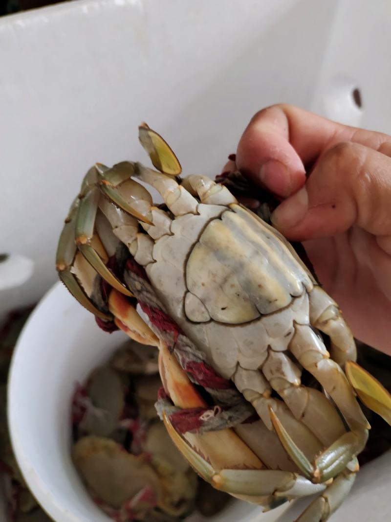 天然青蟹