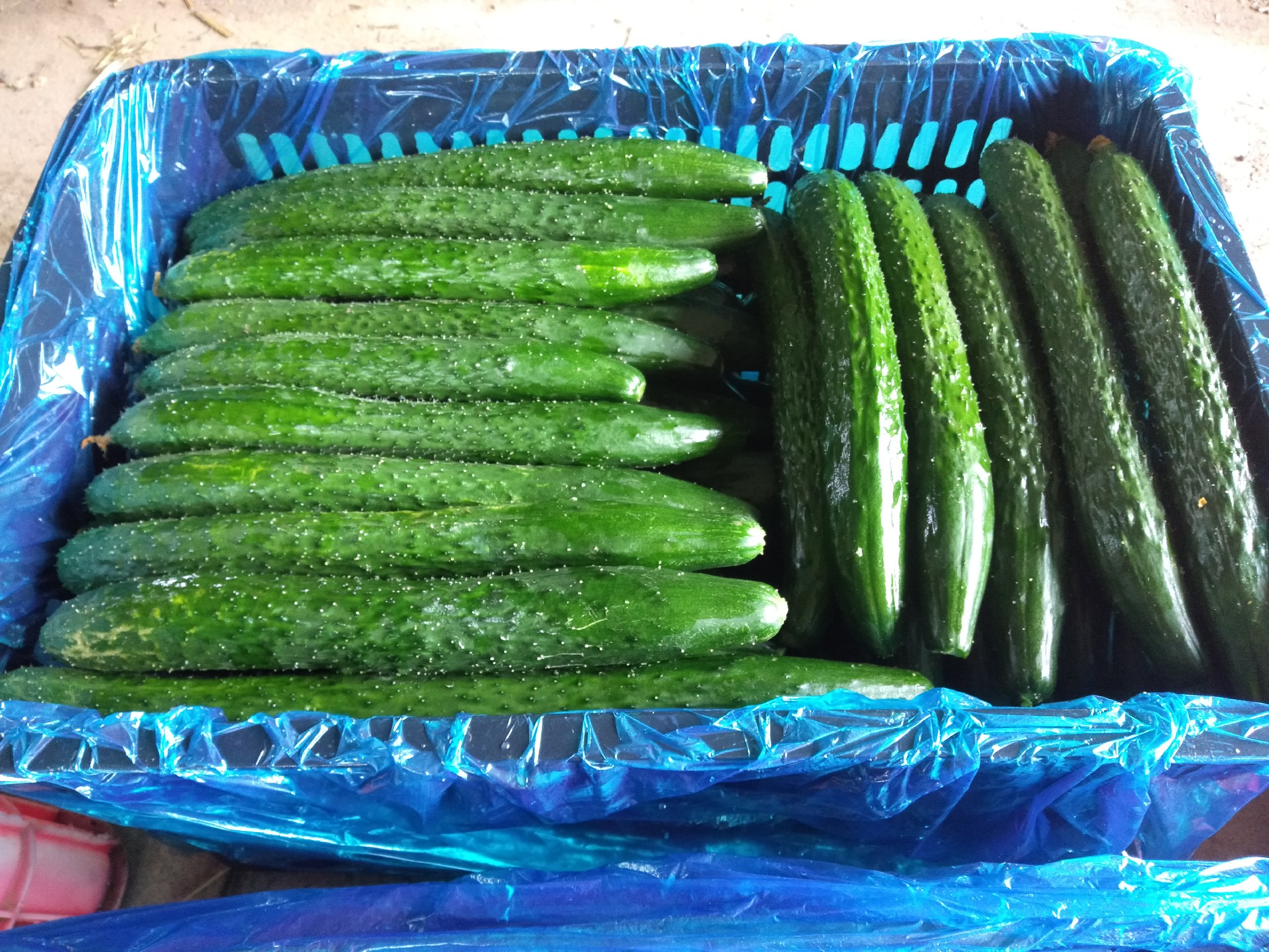 津优35号黄瓜在超市货架上的销售场景