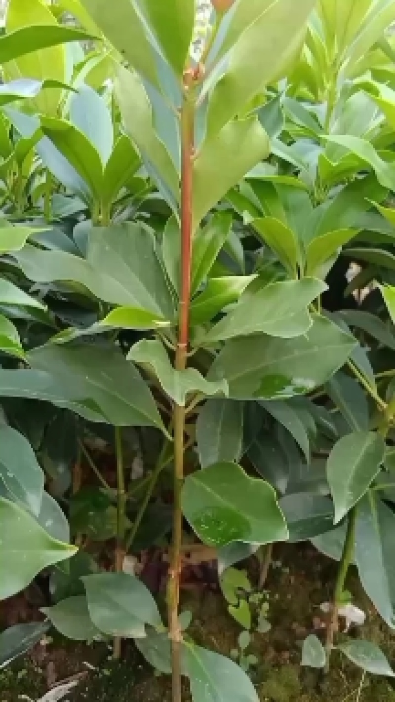 广西藤县古龙大红八角嫁接苗，有罗马，东荣，木王等等，