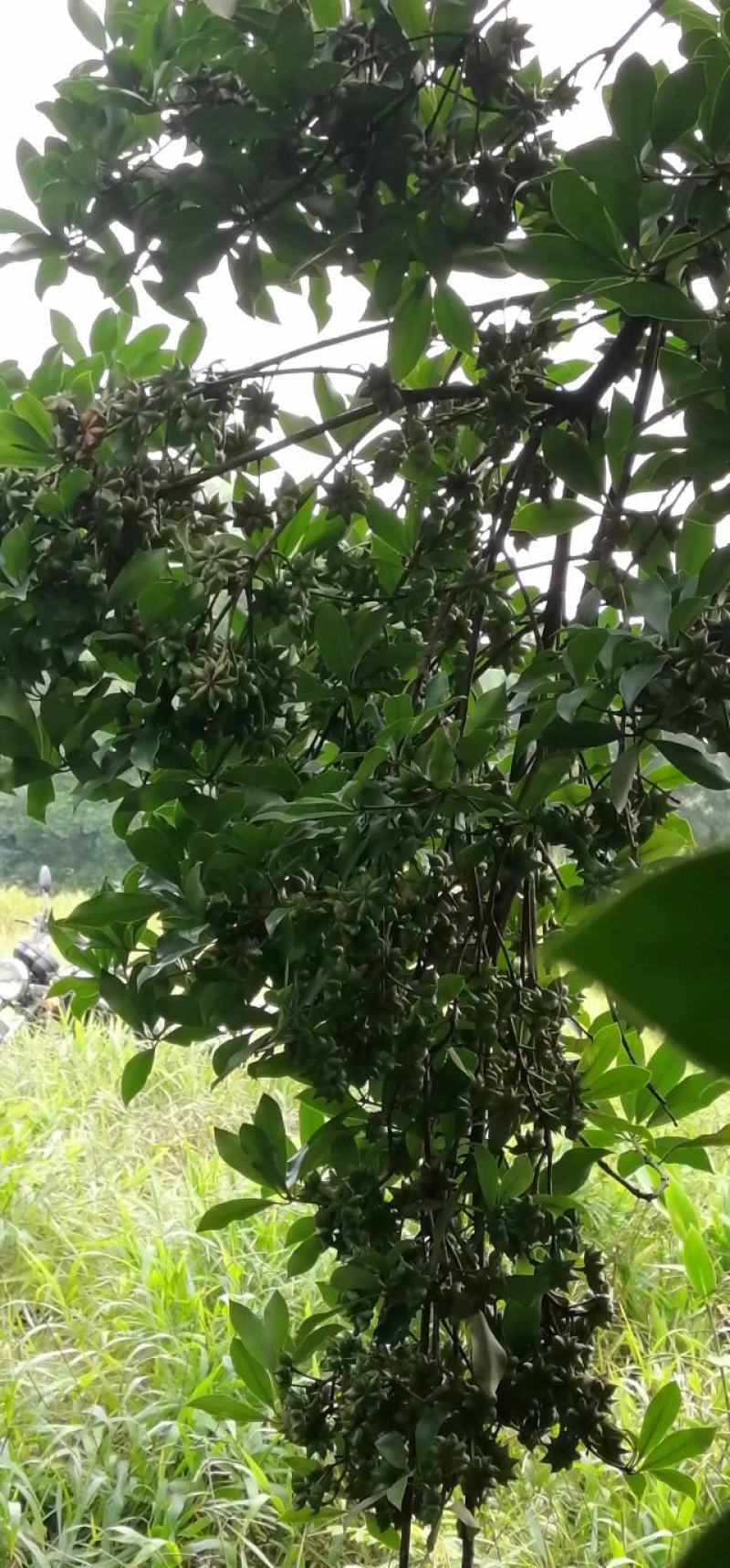 广西藤县古龙大红八角嫁接苗，有罗马，东荣，木王等等，