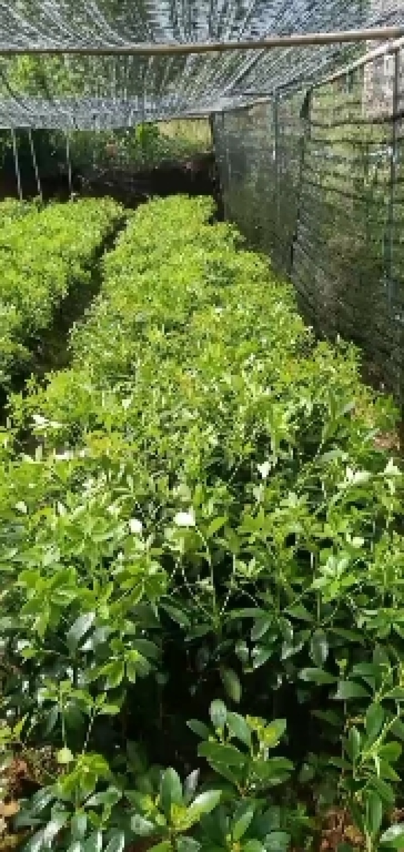 广西藤县古龙大红八角嫁接苗，有罗马，东荣，木王等等，