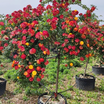 彩虹月季树藤彩虹月季树藤彩虹彩虹树多色月季树