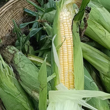 甜玉米