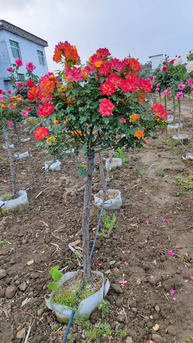 彩虹月季树藤彩虹月季树藤彩虹彩虹树多色月季树