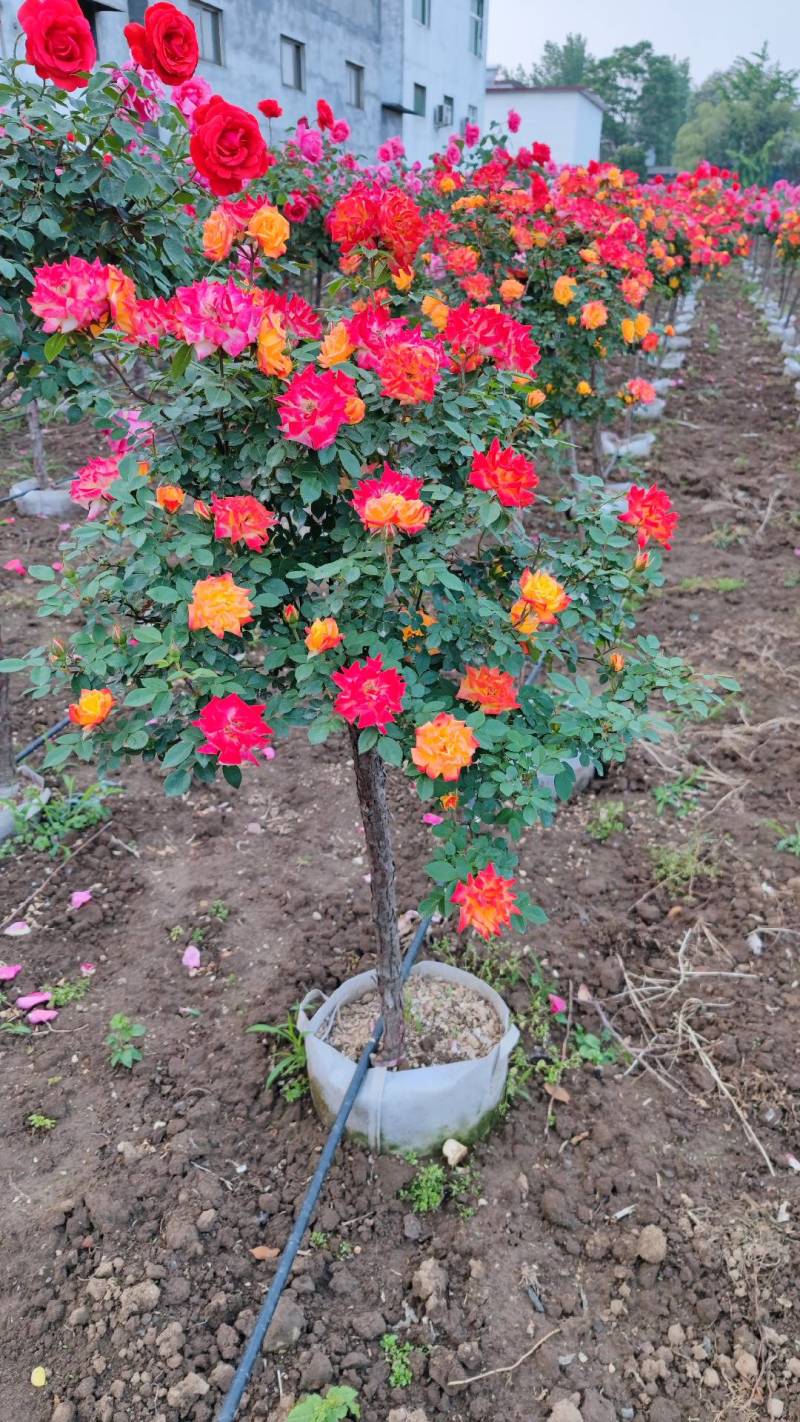 彩虹月季树藤彩虹月季树藤彩虹彩虹树多色月季树
