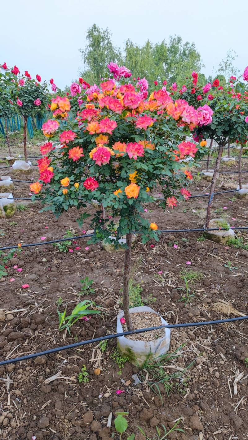 彩虹月季树藤彩虹月季树藤彩虹彩虹树多色月季树