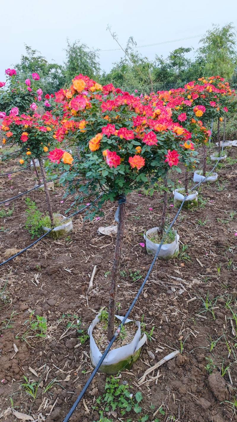 彩虹月季树藤彩虹月季树藤彩虹彩虹树多色月季树