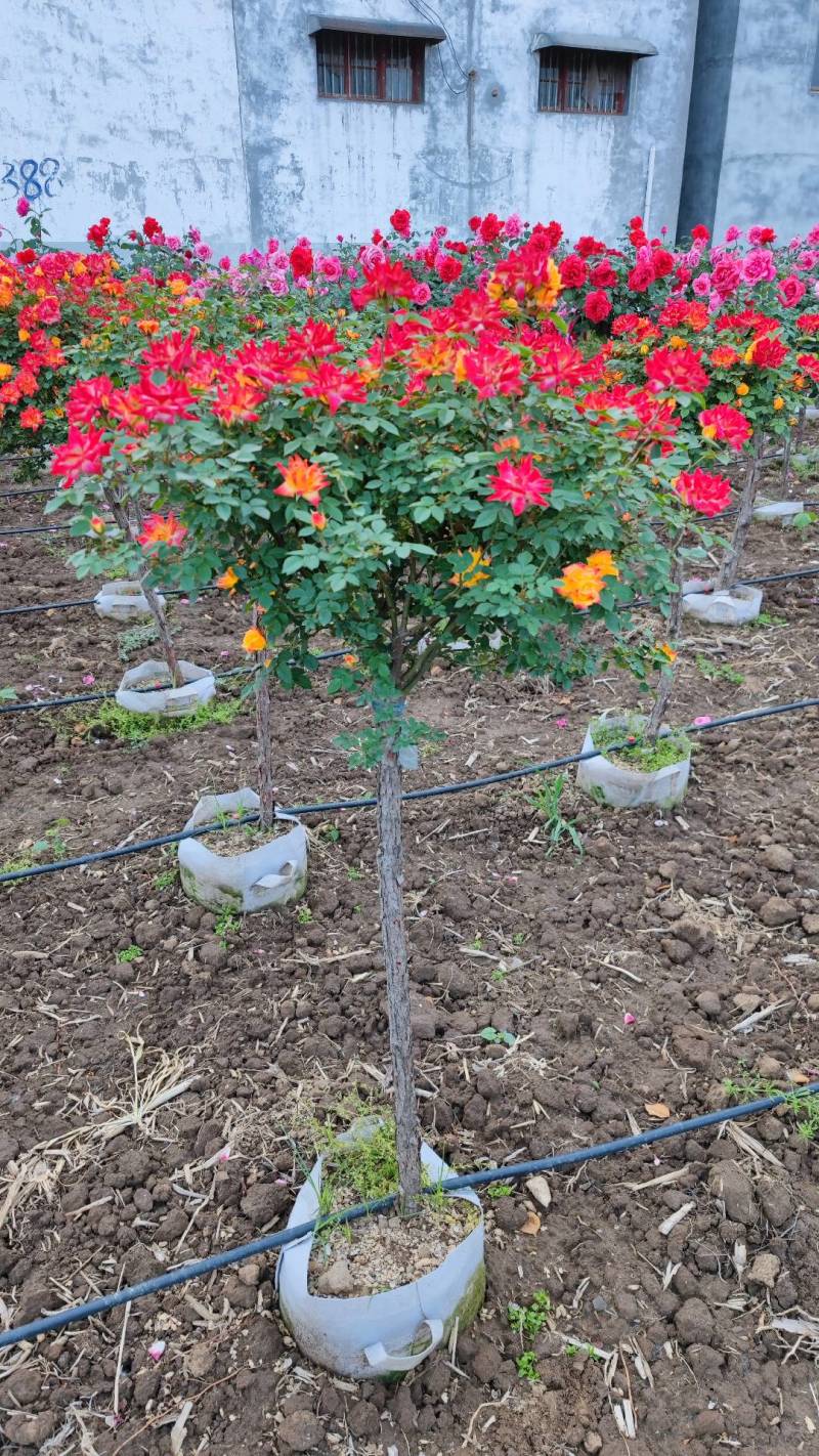 彩虹月季树藤彩虹月季树藤彩虹彩虹树多色月季树