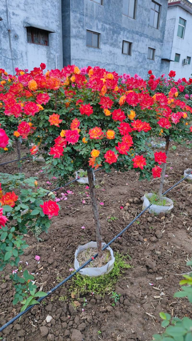 彩虹月季树藤彩虹月季树藤彩虹彩虹树多色月季树