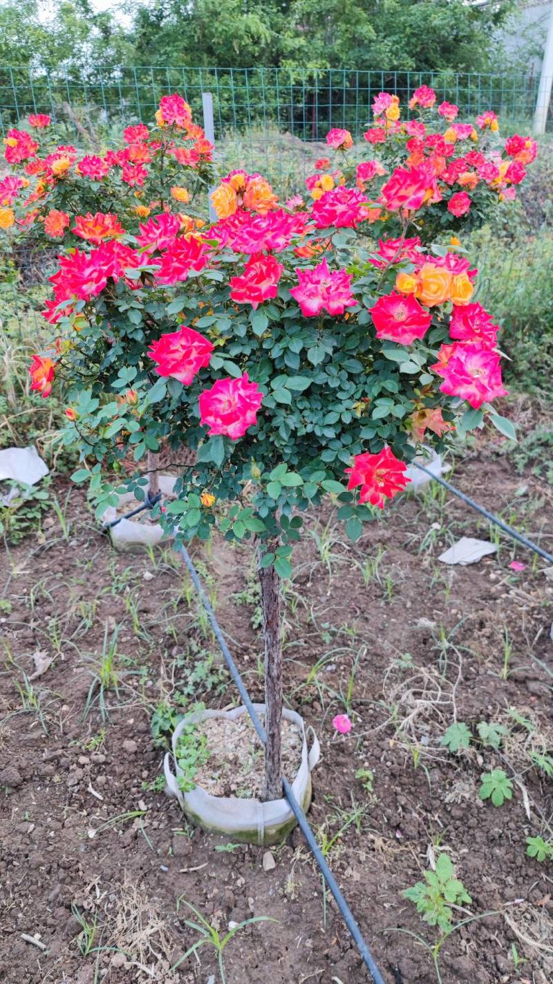彩虹月季树藤彩虹月季树藤彩虹彩虹树多色月季树