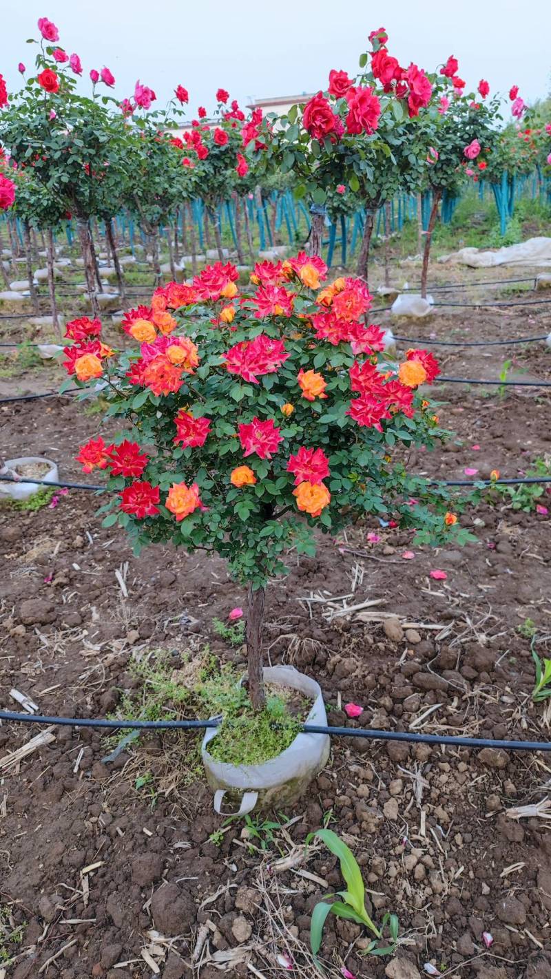 彩虹月季树藤彩虹月季树藤彩虹彩虹树多色月季树