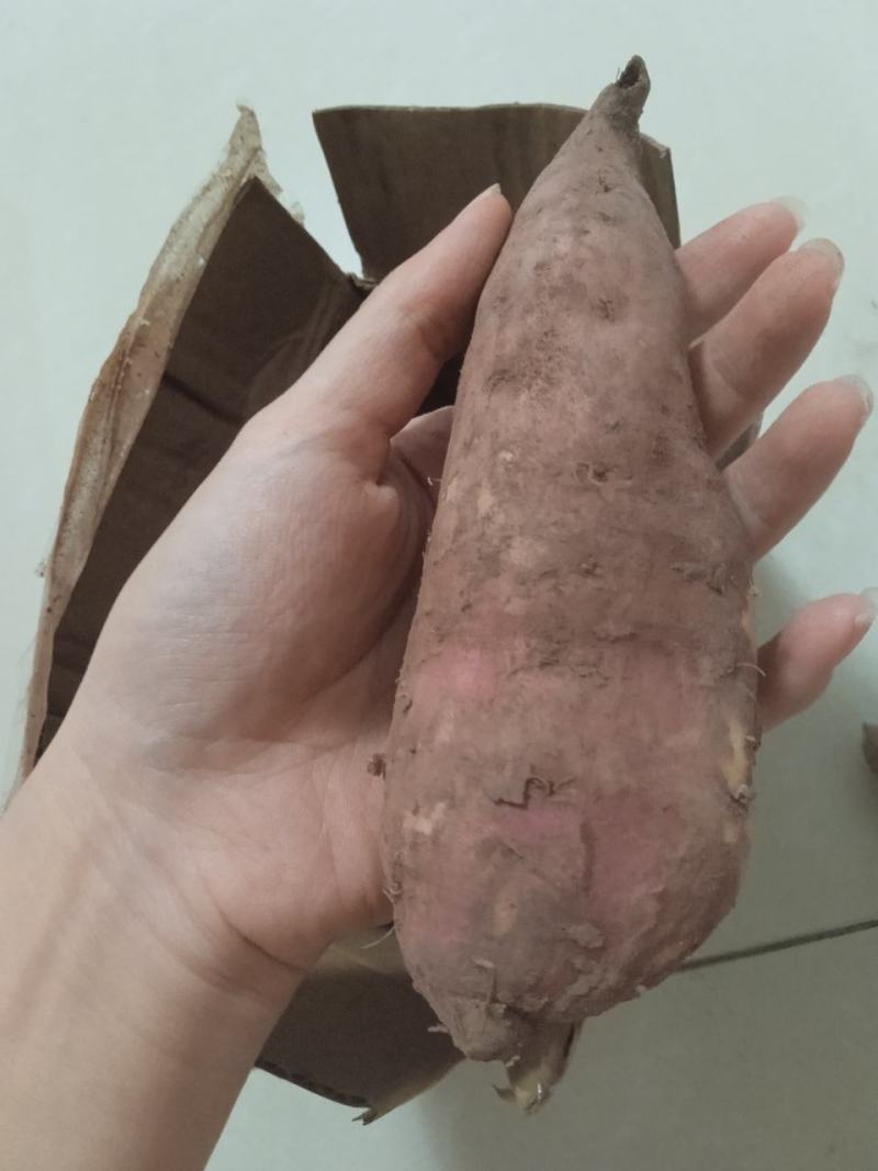 红薯