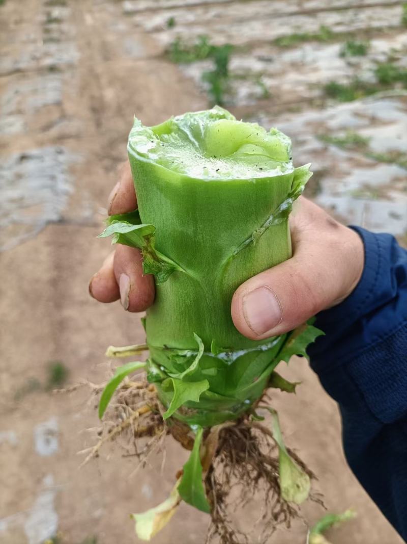 精品莴笋青杆莴笋大量供应原产地批发货源充足品质保证