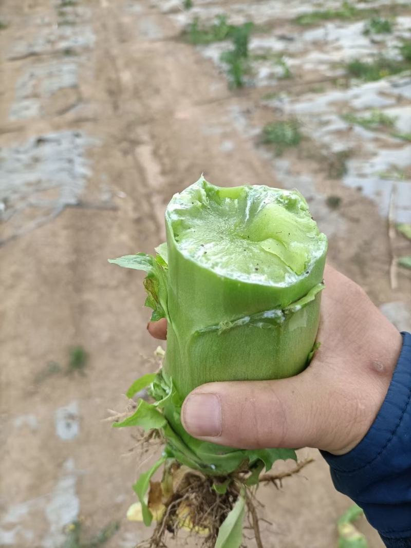 精品莴笋青杆莴笋大量供应原产地批发货源充足品质保证