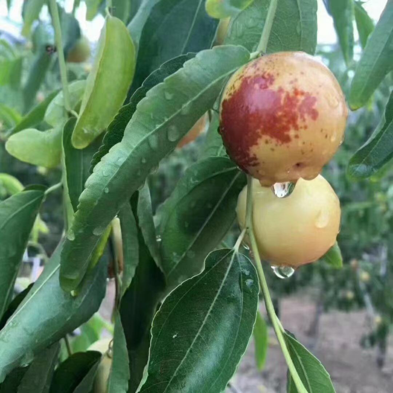 大荔冬枣