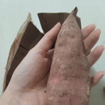 新上市的白心红薯