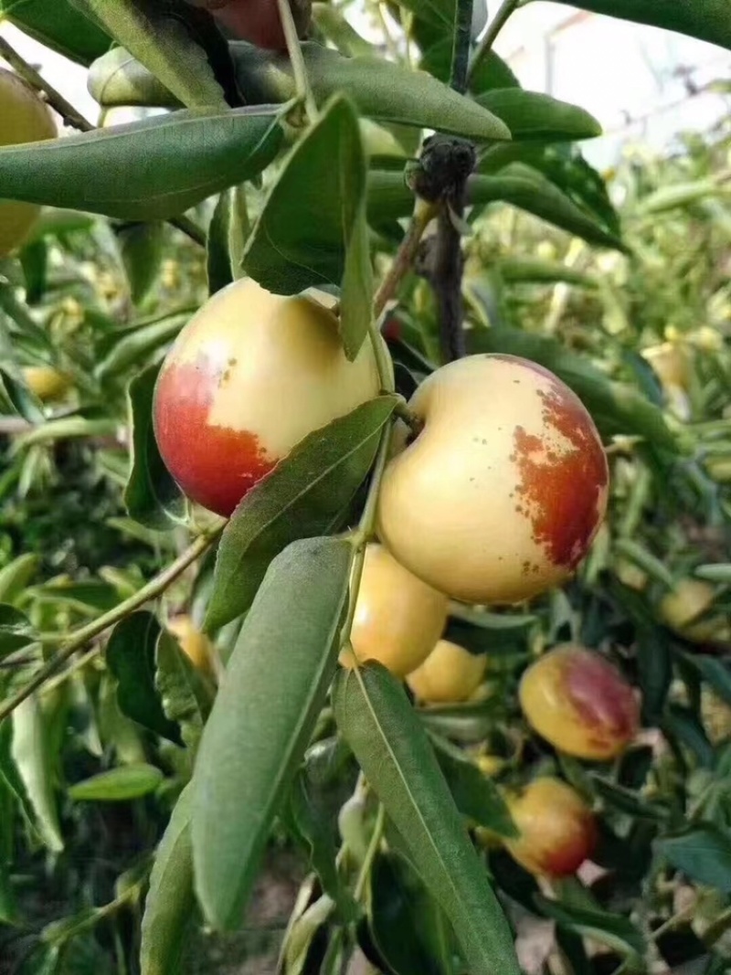 大荔冬枣