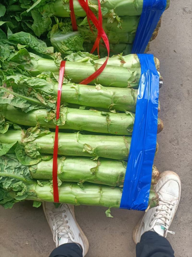 精品莴笋青杆莴笋大量供应原产地批发货源充足品质保证