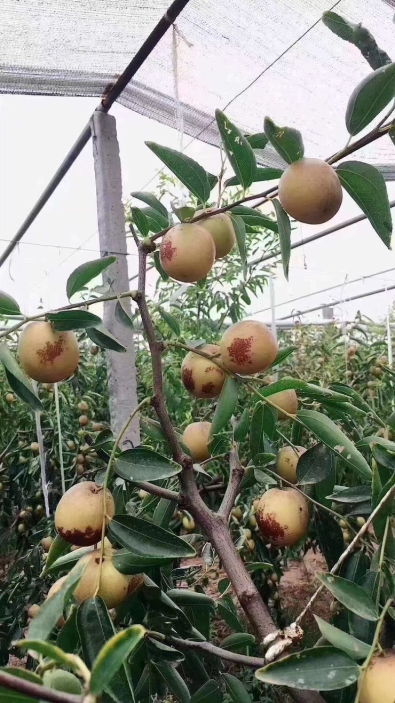大荔冬枣