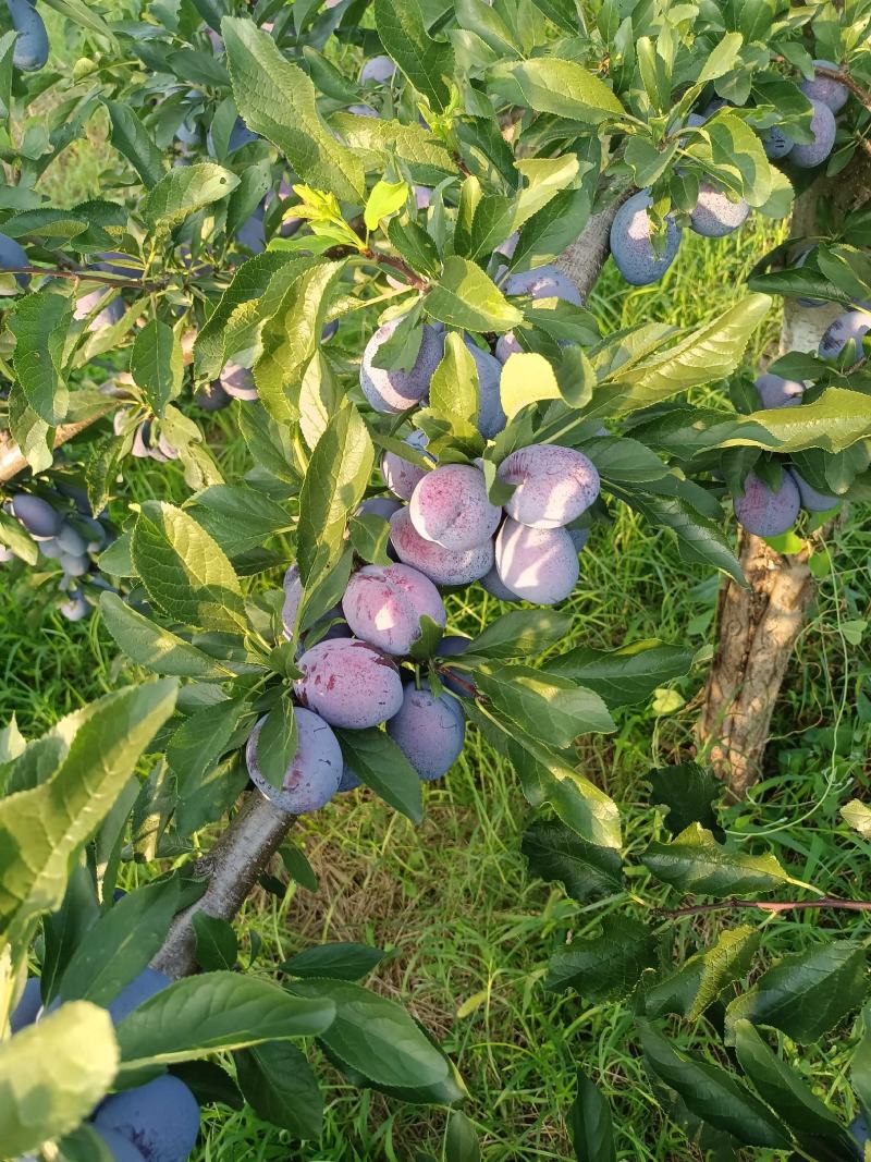蓝西梅李子批发，陕西蓝西梅李子基地价格，篮西梅李子产地