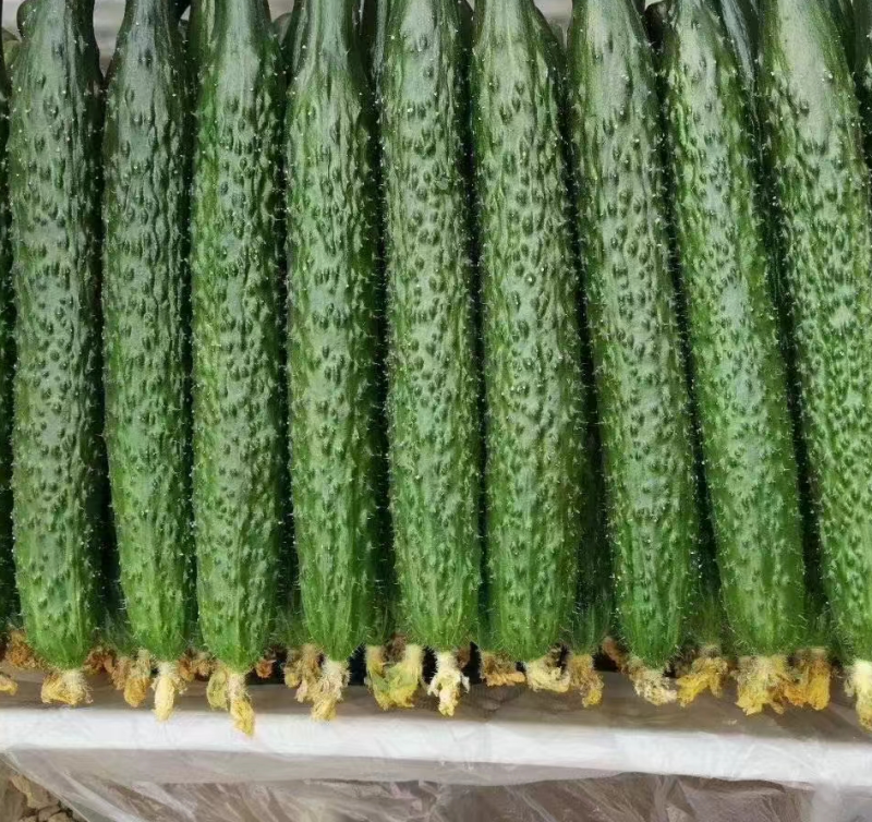 精品黄瓜，货源充足，适合个大市场需求，精品包装，耐运输