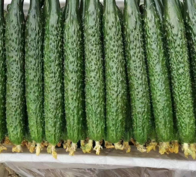 精品电商货，货量充足，代发全国各地，30公分以上