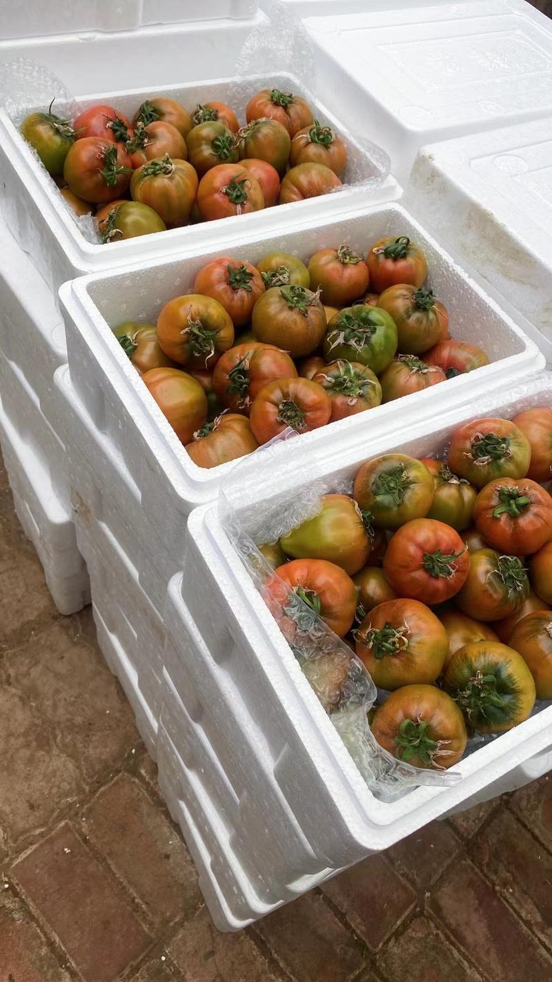 草莓西红柿苗九月份大量现货，十万棵，量大从优